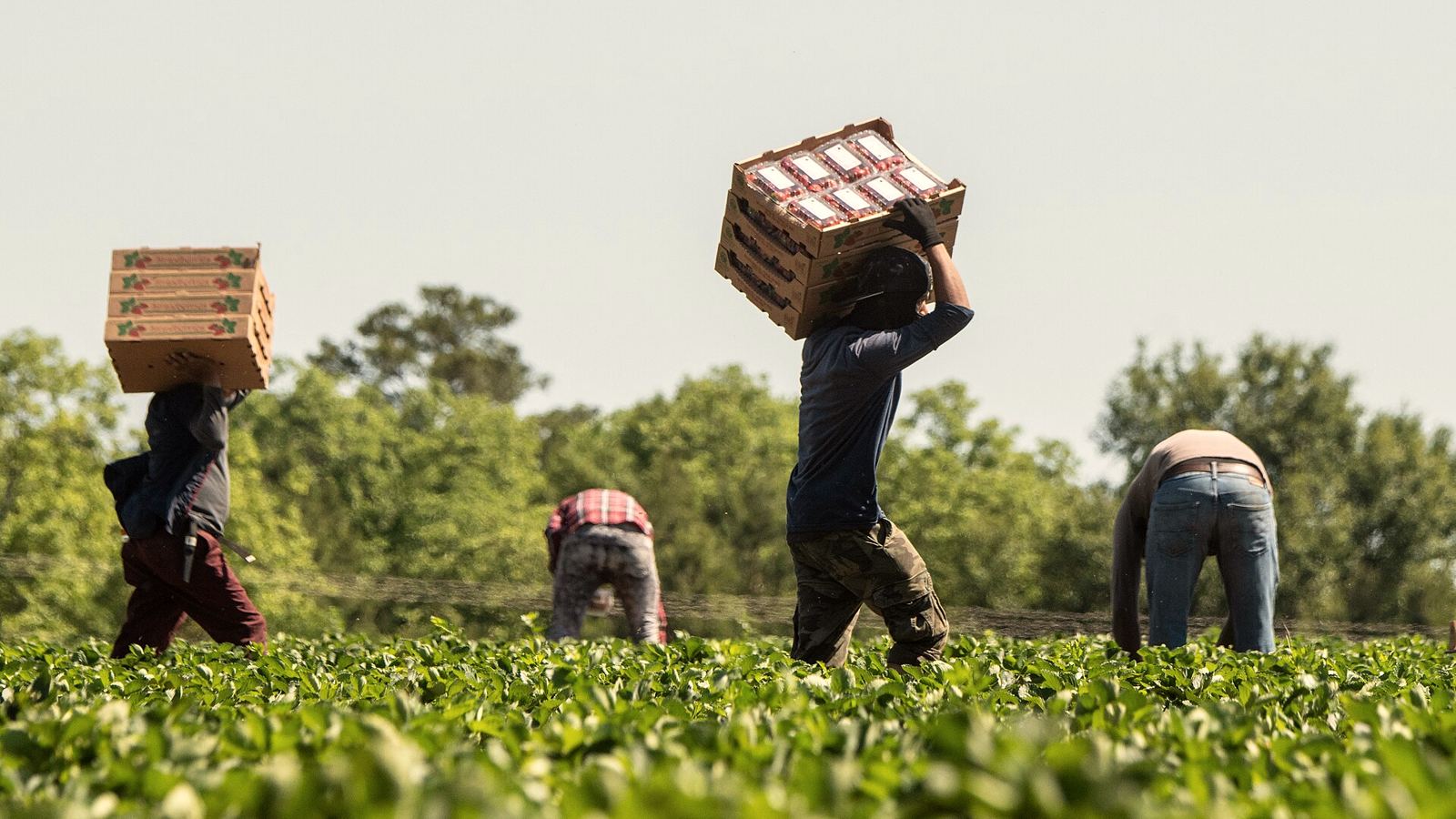 A harvest crew carrying flats of strawberries across a green field