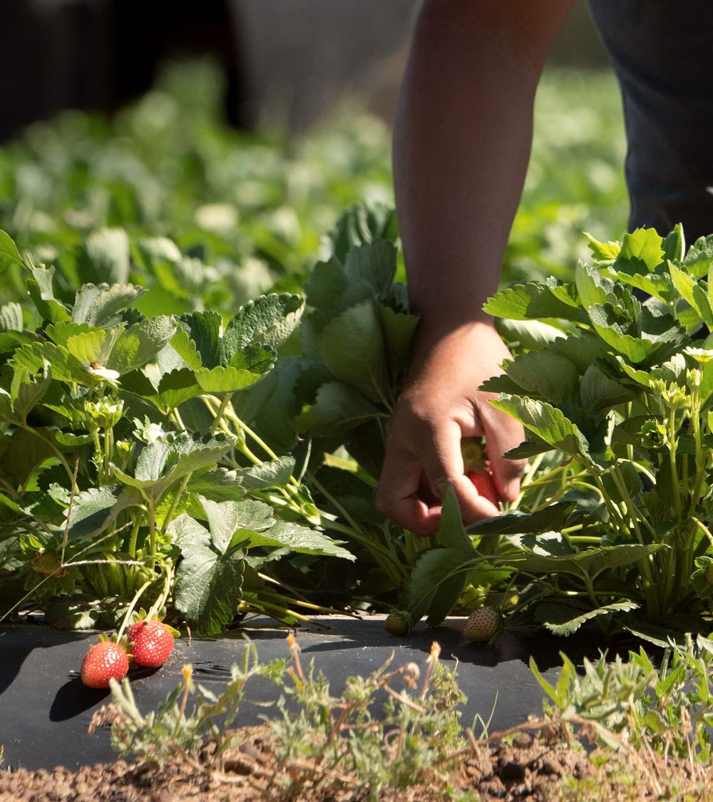A worker's hand reaching into strawberry plants