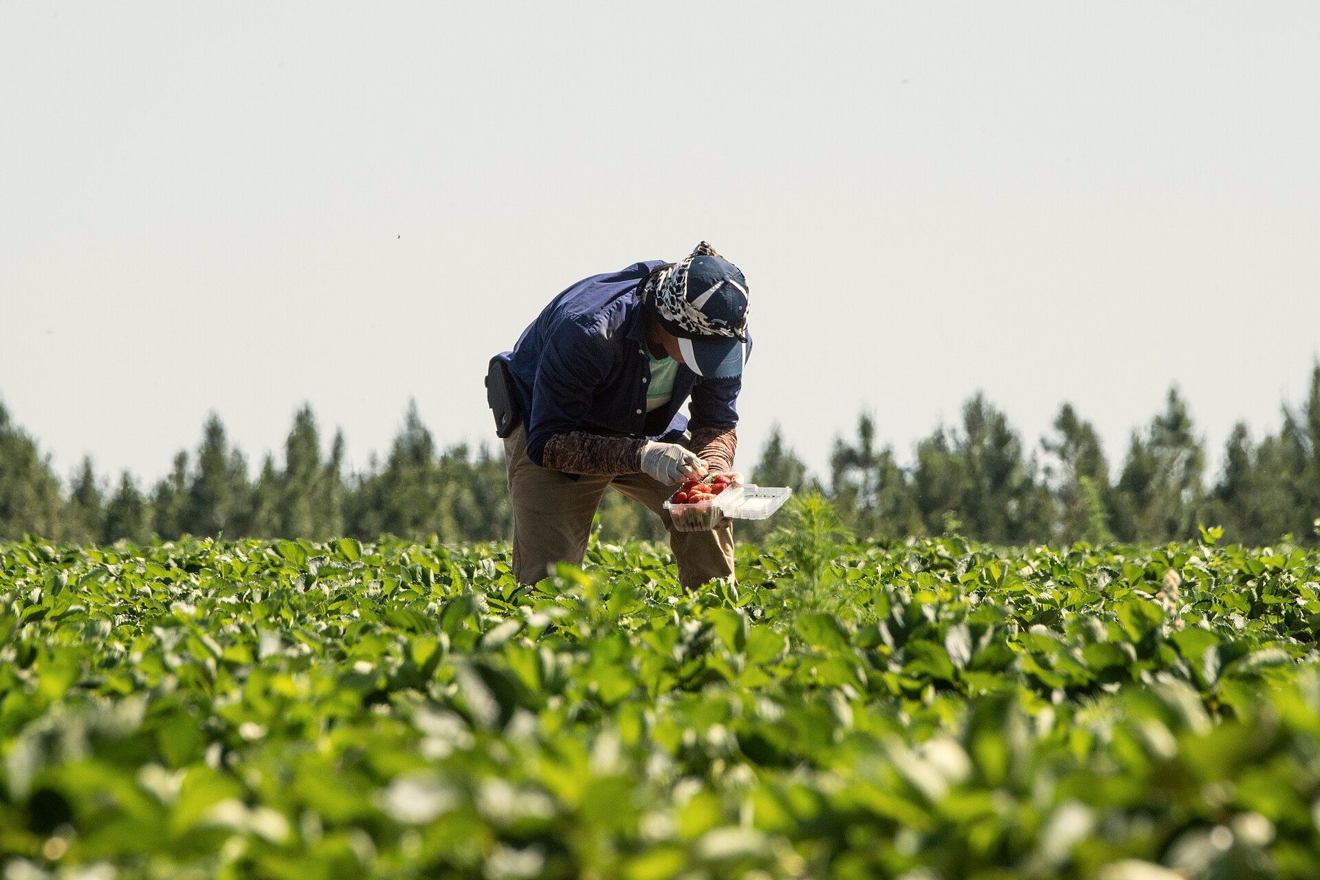 A worker picking strawberries in a wide field under a clear sky
